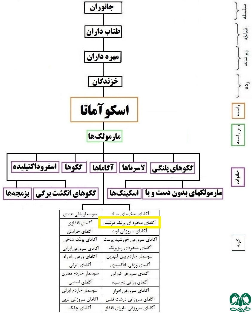 طبقه بندی گونه آگامای صخره‌ای درشت‌ فلس